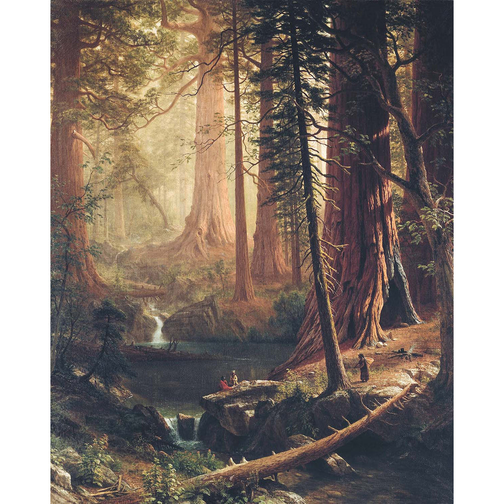 8x10 Among The Redwoods