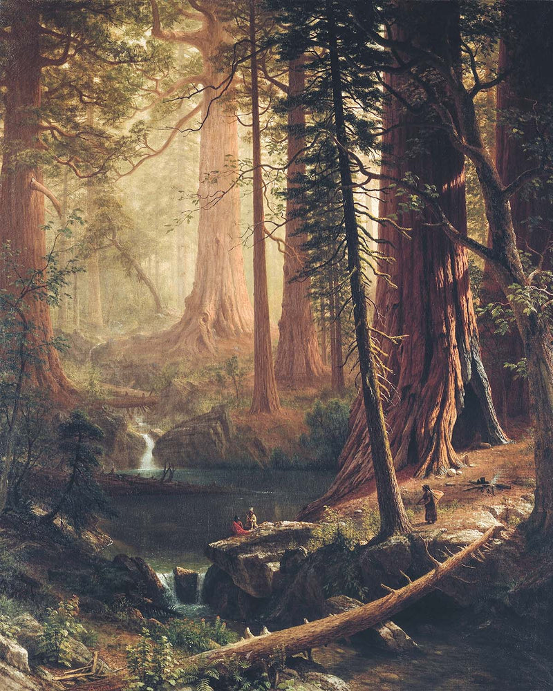 8x10 Among The Redwoods